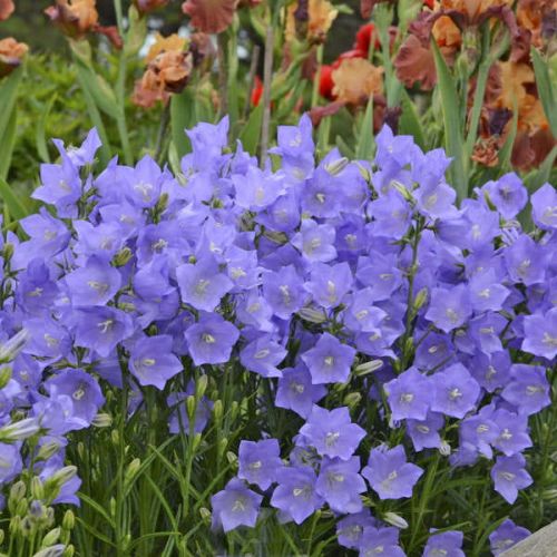 Campanula persicifolia ‘Earlion Blue’