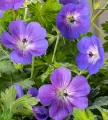 Bodziszek Wallicha BLOOM ME AWAY