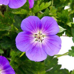 Geranium wallichianum ‘Bloom Me Away’