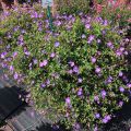 Bodziszek Wallicha BLOOM ME AWAY