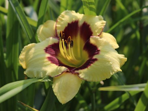Hemerocallis ‘El Desperado’