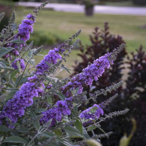 Buddleja davidii ‘Lavender Cupcake’