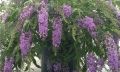 Budleja Dawida 'Wisteria Lane'