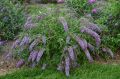 Budleja Dawida 'Wisteria Lane'