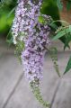 Budleja Dawida 'Wisteria Lane'