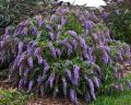 Budleja Dawida 'Wisteria Lane'