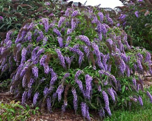 Buddleja davidii ‘Wisteria Lane’