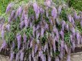 Budleja Dawida 'Wisteria Lane'