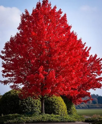 Quercus rubra Roteiche