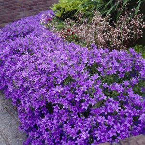 Campanula portenschlagiana CATHARINA