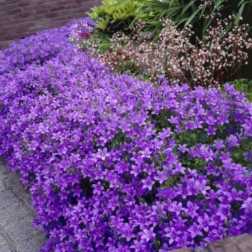Campanula portenschlagiana CATHARINA