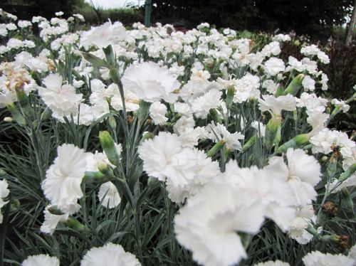 Dianthus plumarius ANGEL OF PURITY