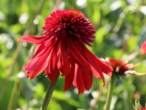 Echinacea purpurea Eccentric