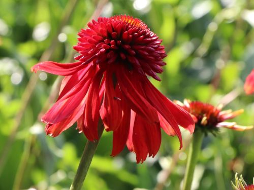 Echinacea purpurea Eccentric