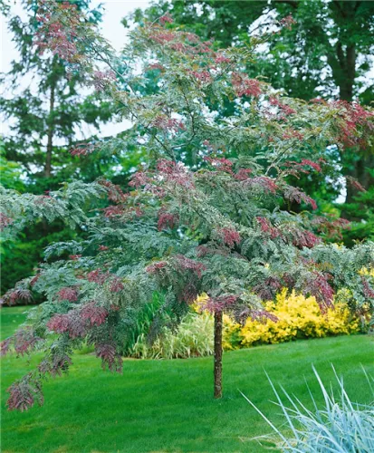 Gleditsia triacanthos RUBYLACE