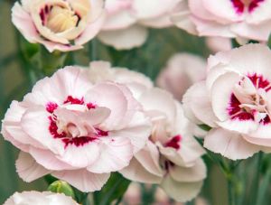 Dianthus plumarius ANGEL OF VIRTUE