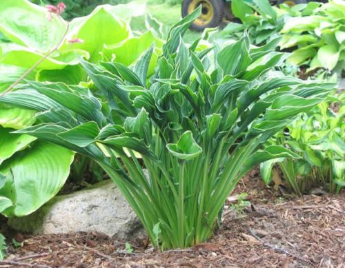 Hosta PRAYING HANDS