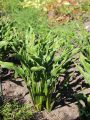 Funkia - Hosta PRAYING HANDS