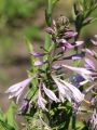 Funkia - Hosta PRAYING HANDS