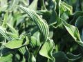Funkia - Hosta PRAYING HANDS