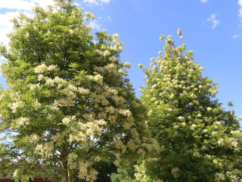 Fraxinus ornus (Blumen-Esche)