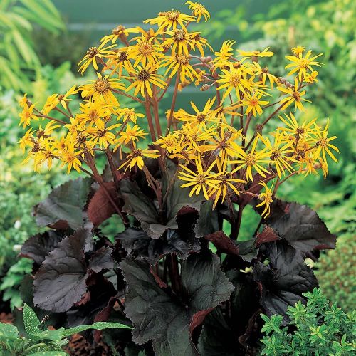 Ligularia dentata BRITT MARIE CRAWFORD