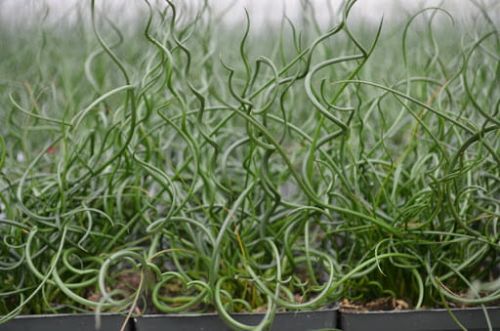 Juncus effusus 'Spiralis'