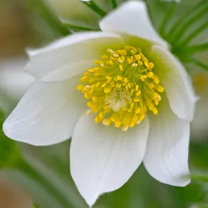 Gewöhnliche Küchenschelle Alba
