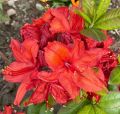 Azalia wielkokwiatowa NABUCCO