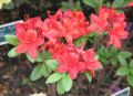 Azalia wielkokwiatowa NABUCCO