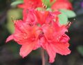 Azalia wielkokwiatowa NABUCCO