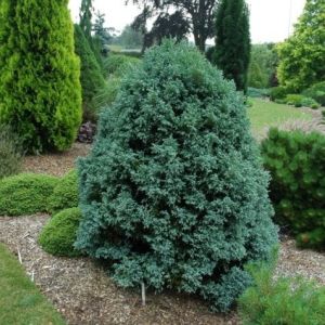 Chamaecyparis pisifera 'Curly Tops'