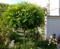 Akacja ROBINIA UMBRACULIFERA