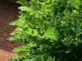 Akacja ROBINIA UMBRACULIFERA