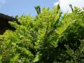 Akacja ROBINIA UMBRACULIFERA
