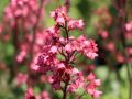Żurawka Heuchera PARIS