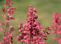 Żurawka Heuchera PARIS