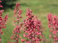 Żurawka Heuchera PARIS