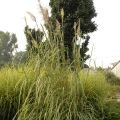 Trawa pampasowa ERIANTHUS RAVENNAE