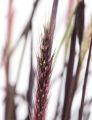 Rozplenica japońska RUBRUM - piórkówka purpurowa