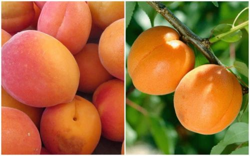 Aprikose Zaleszczycka und Early Orange auf EINEM Baum – DUO