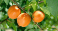 Morela Zaleszczycka i Early Orange na JEDNYM drzewie DUO