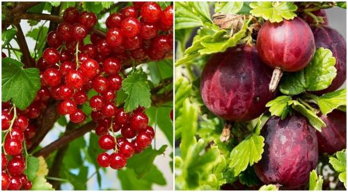 Stachelbeere 'Hinnonmäki Rot' und Rote Johannisbeere 'Detvan' Duo