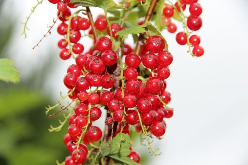 Rote Johannisbeere Jonkheer van Tets - auf Stamm