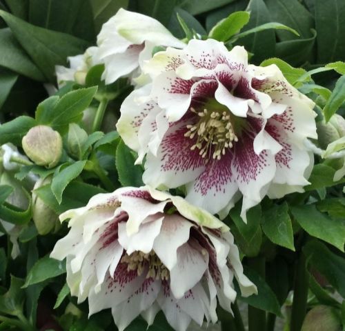 Östlicher Christrosen DOUBLE CROWN WHITE SPOTTED