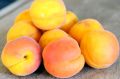 Morela EARLY ORANGE