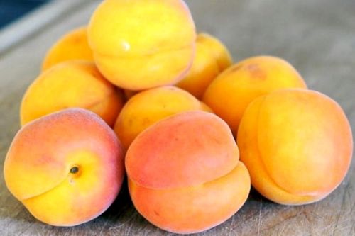 Aprikose EARLY ORANGE