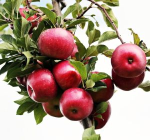 Apfelbaum ALWA