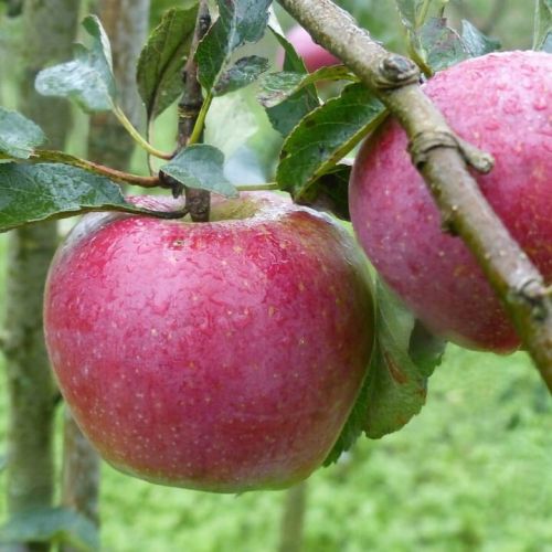Apfelbaum Florina