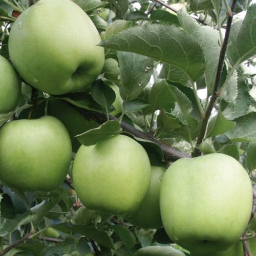 Apfelbaum Antonówka